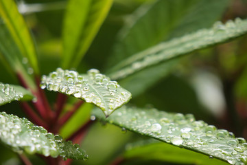 雨上がり