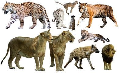 Fototapeta premium Zestaw dzikich ssaków na białym tle nad białym
