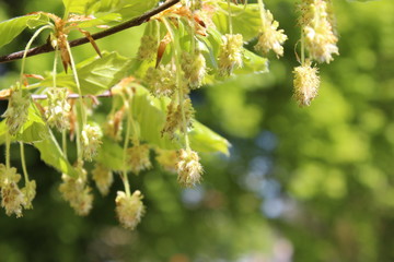 green branch