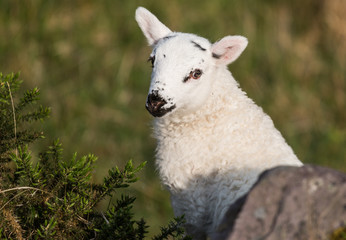 Portrait of an adorably cute spring lamb