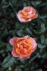 Rosa x / Rose 'Peer Gynt'