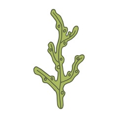 Obraz premium Alga vector illustration