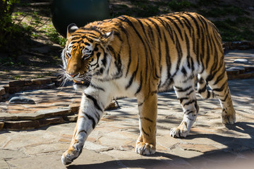 The Amur tiger.