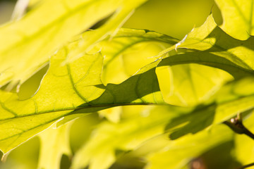 Leaf