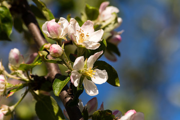 Fototapeta na wymiar Flowers of apple tree