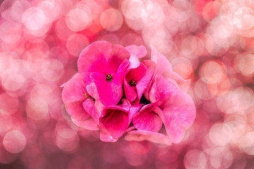 Fototapeta premium Pink Crown of Thorns flower with bokeh background
