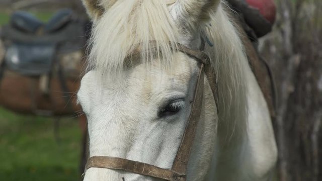 extreme close up on white horse eyes