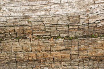 Beautiful wooden background 