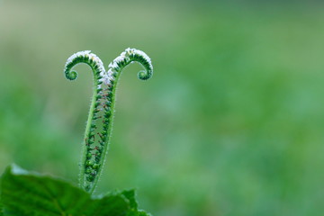 Alacransillo, Eye bright, Indian Heliotrope, Indian Turnsole, Turnsole,plant.