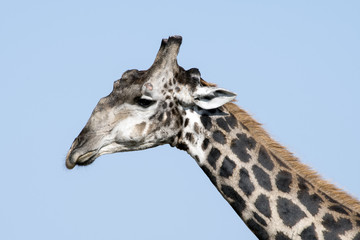 Giraffe portrait