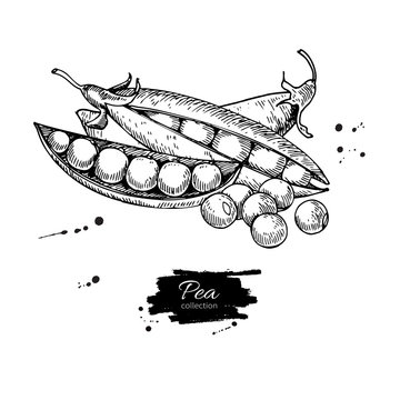 Pea hand drawn vector illustration. Isolated Vegetable engraved style object. Detailed vegetarian food