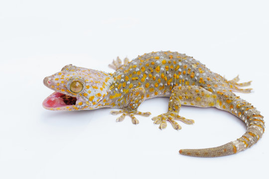 Closeup of a Tokay Gecko (Gecko gecko).
