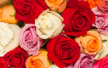 Beautiful rose background with water drops on petals.