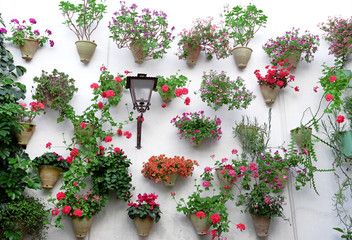 Fototapeta na wymiar Flowers in flowerpot on the walls on streets of Cordoba, Spain