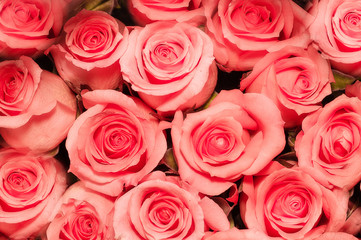Beautiful rose background with water drops on petals.