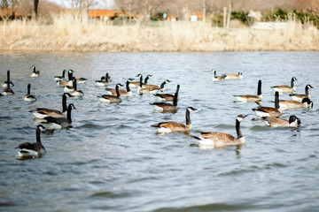 A flock of Canadian geese swimming on the lake