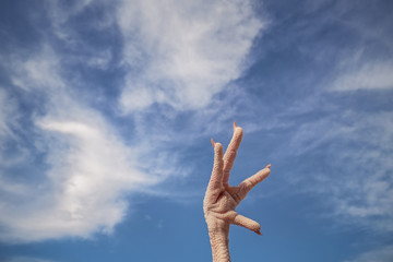 Fingers pointing to the sky, chicken foot with sky background