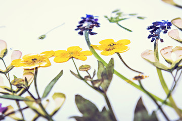 Pressed and dried flowers background