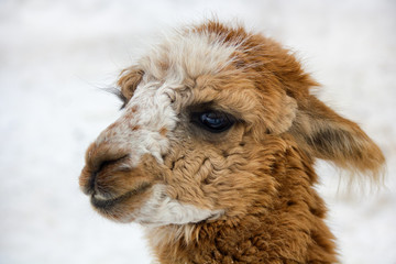 Fluffy cute llama closeup looking aside with snowflakes on its face