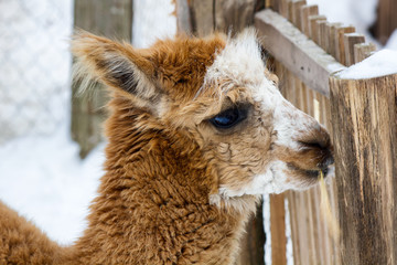 Obraz premium Fluffy cute llama closeup eating with snowflakes on its face