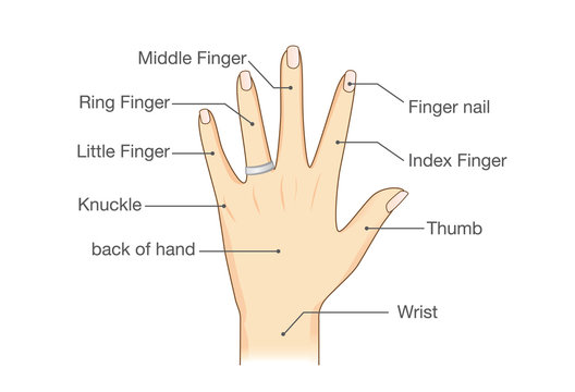 Common names for fingers of hand. Illustration about human body part.