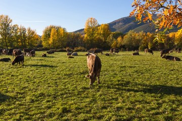 Vacas Pastando en Prado de Paisaje Montañoso Otoñal