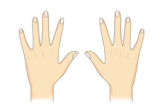 Vector hand in back side view on isolated. Illustration about Human body part.