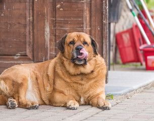 Big red dog laying on the ground