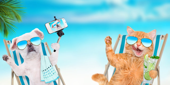 Cat  and dog wearing sunglasses relaxing sitting on deckchair on the sea background. 
