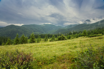 the beautiful forest landscape in the  mountains with the pine trees