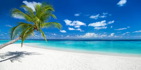 Fototapeten Coco Palm Panorama Breitformat am tropischen Paradies Traumstrand © stockphoto-graf