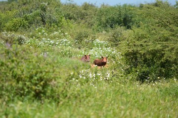 Kenia Safari