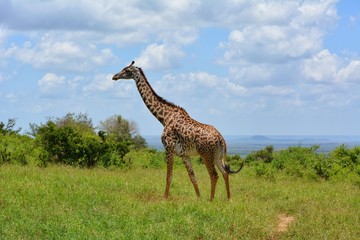 Naklejka na ściany i meble Kenia Safari