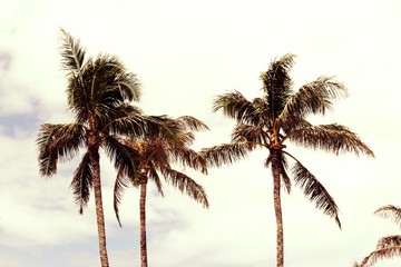 Fototapeta na wymiar Palm Tree at Turtle Bay Resort,Oahu Hawaii