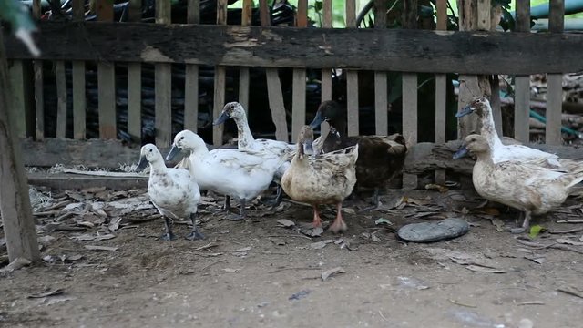 Kakhi and white duck in the nuture countryside 