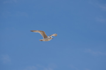 Fototapeta na wymiar Seagull on cloudy sky