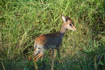 Kenia Safari