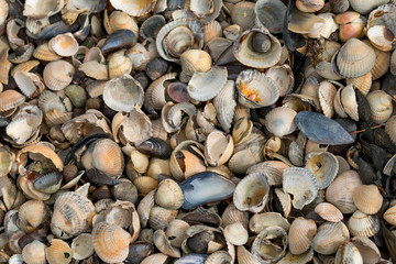 Muscheln an der Nordseeküste