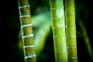 Tropical background, summer wallpaper