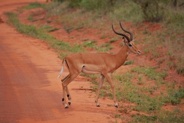 Kenia Safari