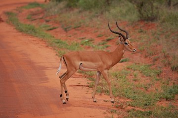 Naklejka na ściany i meble Kenia Safari