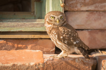 Little Owl