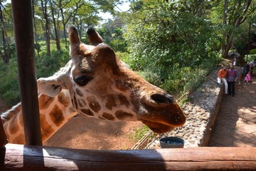 Kenia Safari