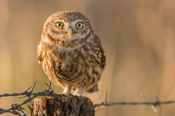 Little Owl