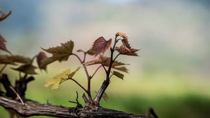Green tree branches