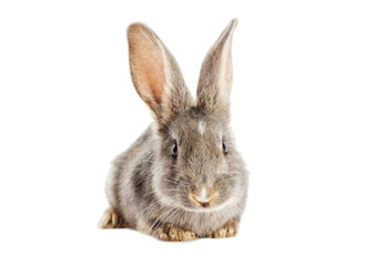 Funny rabbit watching