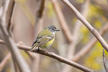 Blue-headed Vireo