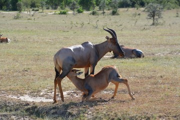 Kenia Safari