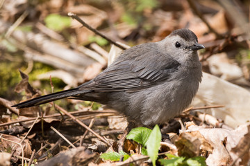 Gray Catbird