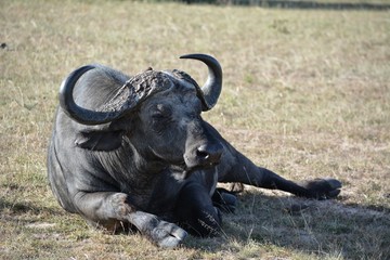 Obraz premium Kenia Safari